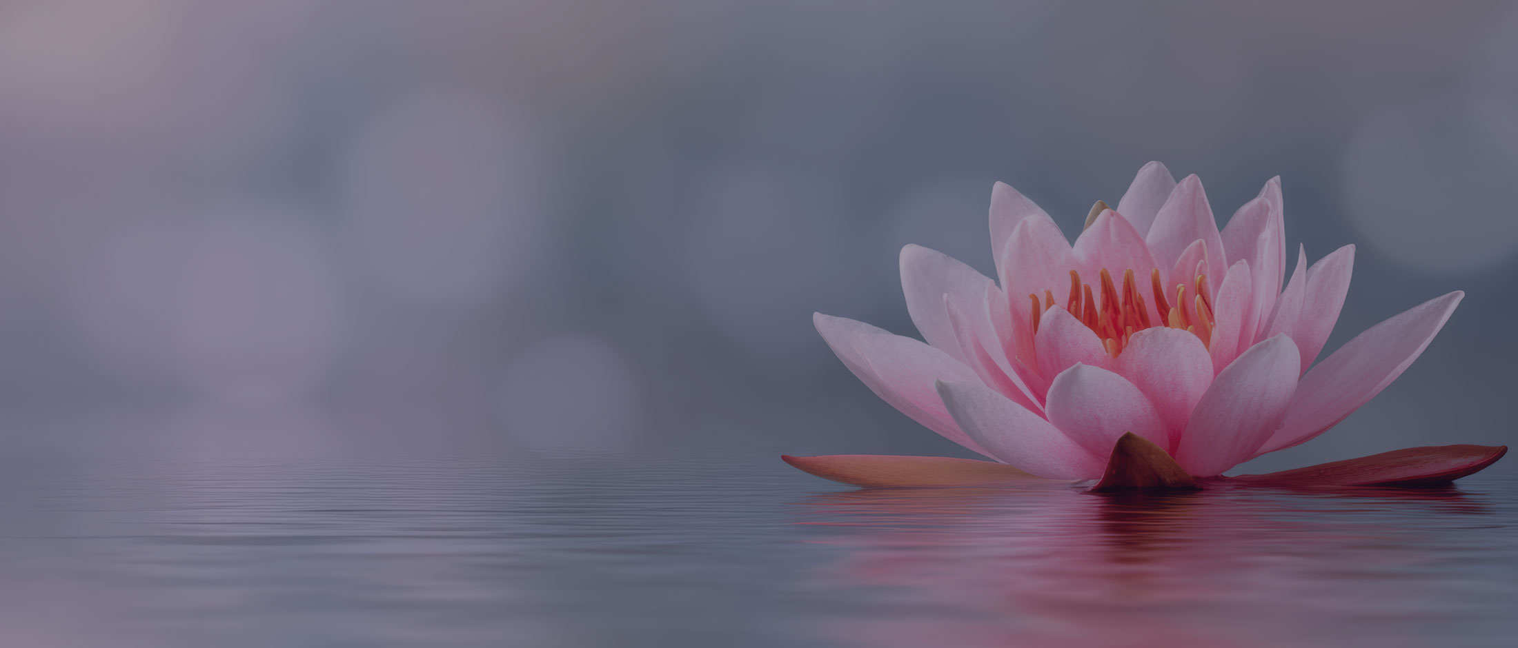 Fiore di loto su sfondo viola, simbolo di crescita e rinascita